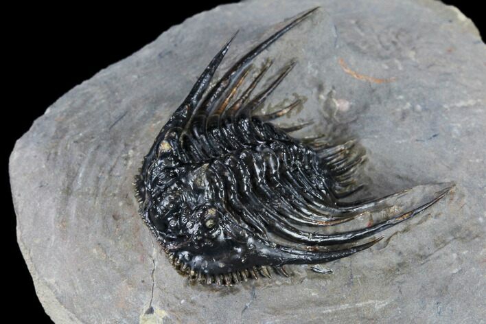 Spiny Leonaspsis Trilobite With - Top Quality #114575